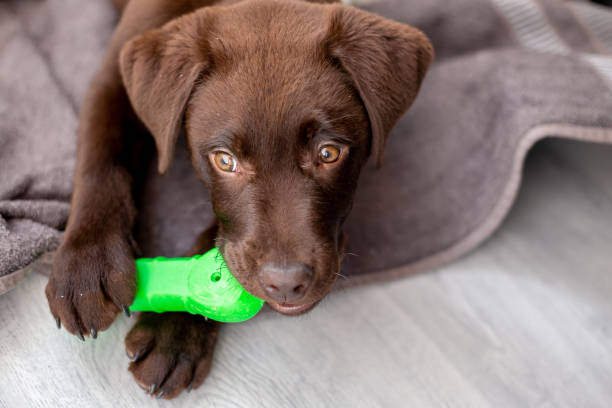 istock Chocolate labrador puppy lying and chewing a dog bone 1181173951