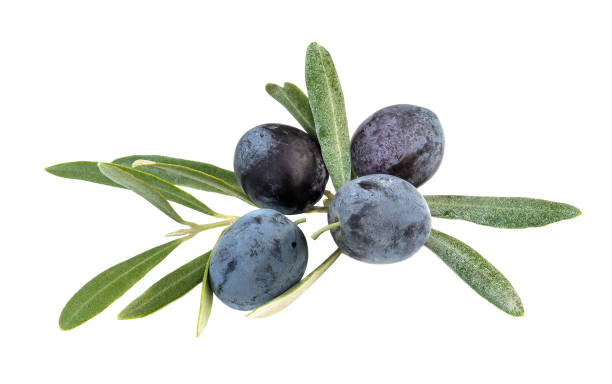 istock Natural Black olive with leaves on a white background. 1181175628