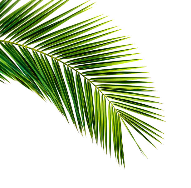 istock Leaf of palm tree on white background 1181176015