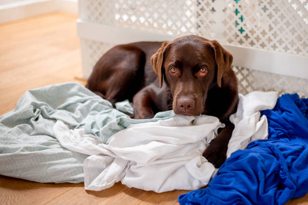 istock Big chocolate labrador puppy - puber playing on laundry 1181176710