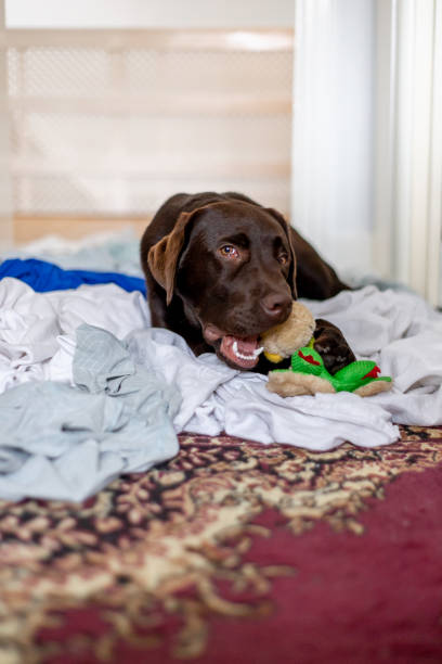 istock Cute chocolate labrador puppy playing on laundry 1181177071