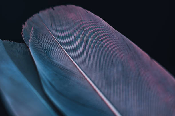 istock Close up beautiful Bird feather with blue red light on a black background texture. Macro photography view. 1181177779