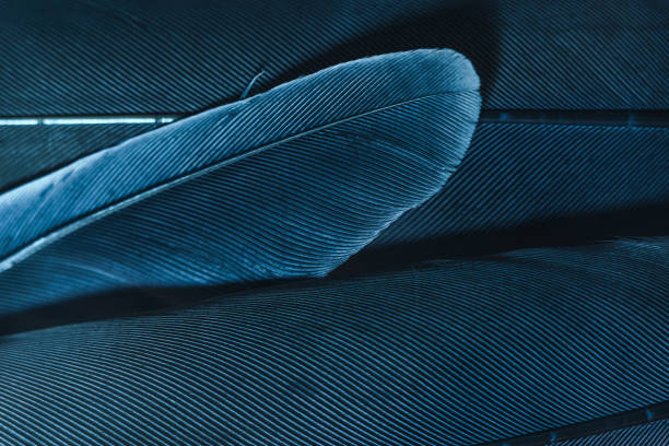 istock Close up Bird feather with blue red light. Beautiful background texture. Macro photography view. 1181177982