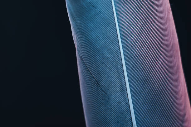 istock Close up beautiful Bird feather with blue red light on a black background texture. Macro photography view. 1181178137