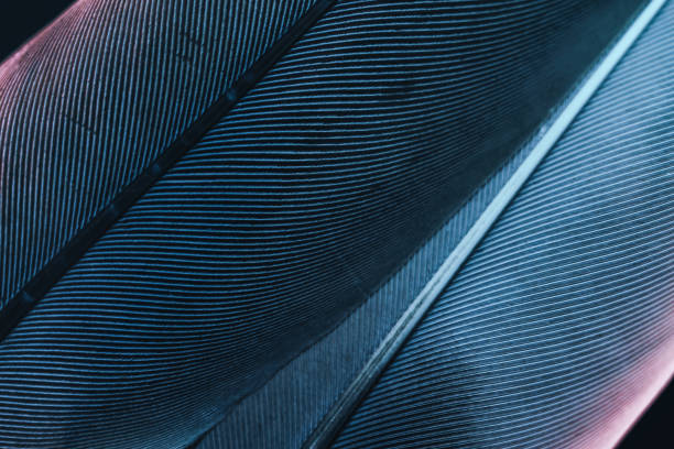 istock Close up Bird feather with blue red light. Beautiful background texture. Macro photography view. 1181178235