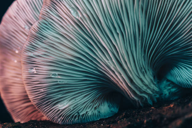 istock Close up beautiful mushrooms background texture. 1181178909