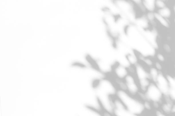 白い壁に葉の灰色の影。 - dappled ストックフォトと画像