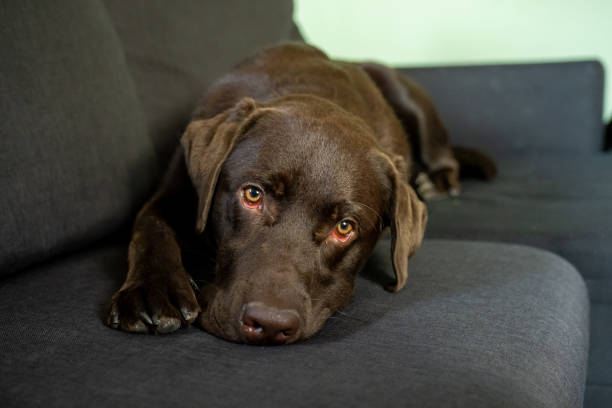 istock Chocolate labrador dog laying on couch 1181179255