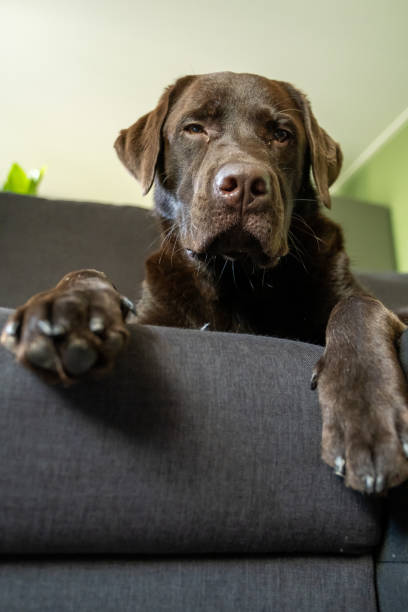 istock Chocolate labrador dog chilling on couch 1181179388
