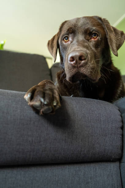istock Chocolate labrador dog chilling on couch 1181179775