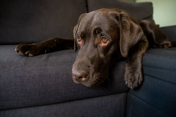 istock Chocolate labrador dog chilling on couch 1181179781