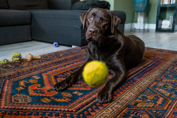 istock Chocolate labrador dog playing in the house 1181179785