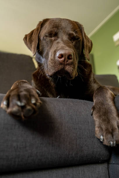 istock Chocolate labrador dog chilling on couch 1181179787