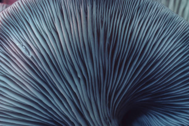 istock Close up beautiful mushrooms background texture. 1181179792