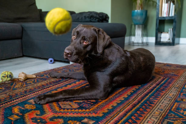 istock Chocolate labrador dog playing in the house 1181179832