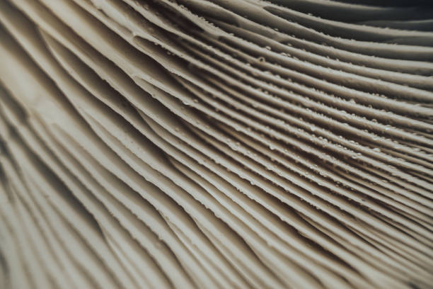 istock Close up beautiful mushrooms background texture.  Macro photography view. 1181180012