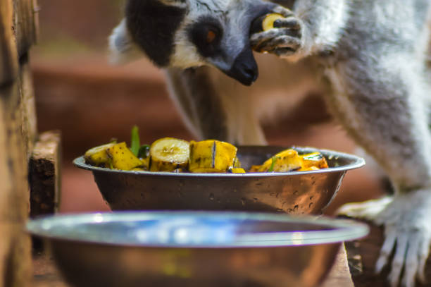 lemur catta from madagascar or maki mococo or ringed-tailed maki or ringed-tailed lemur eating pieces of bannanes by hand. - healthy eating profile tropical fruit fruit imagens e fotografias de stock