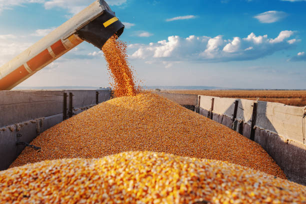 istock Machine for separating corn grains working on field and filling tractor trailer with corn. Autumn time. Husbandry concept. 1181184398