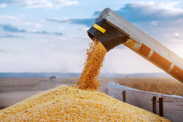 istock Machine for separating corn grains working on field and filling tractor trailer with corn. Autumn time. Husbandry concept. 1181184499