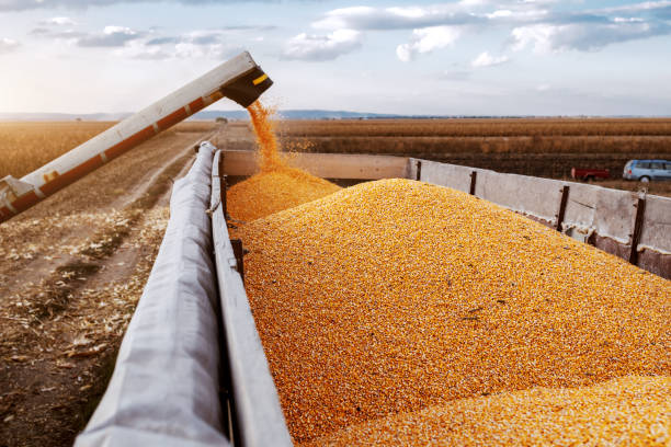 istock Machine for separating corn grains working on field and filling tractor trailer with corn. Autumn time. Husbandry concept. 1181184673