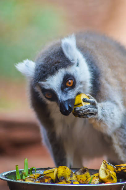 lemur catta from madagascar or maki mococo or ringed-tailed maki or ringed-tailed lemur eating pieces of bannanes by hand. - healthy eating profile tropical fruit fruit imagens e fotografias de stock