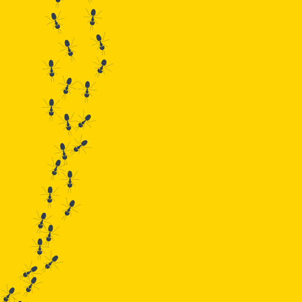 Colony of marching ants banner on yellow background Line of chaotic running ants on yellow background. Crawling insects colony backdrop. Teamwork concept. Vector cartoon illustration. anthill stock illustrations