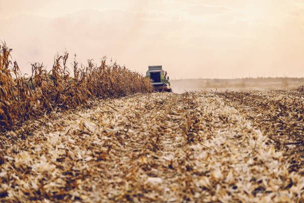 istock Landscape of corn field at autumn. In background harvester harvesting corn and coming forward. Back lit. 1181186708