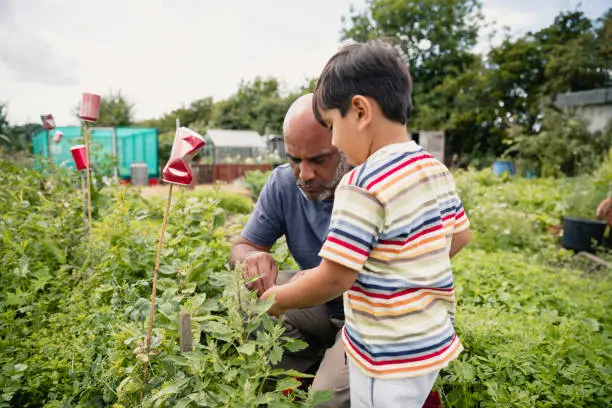 Photo of Learning How to Grow Vegetables