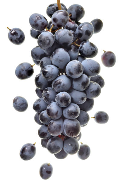 istock Ripe bunch of blue grapes isolated 1181187010