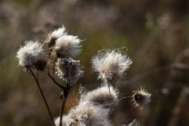 istock Dry and fluffy thorn in the field 1181188261
