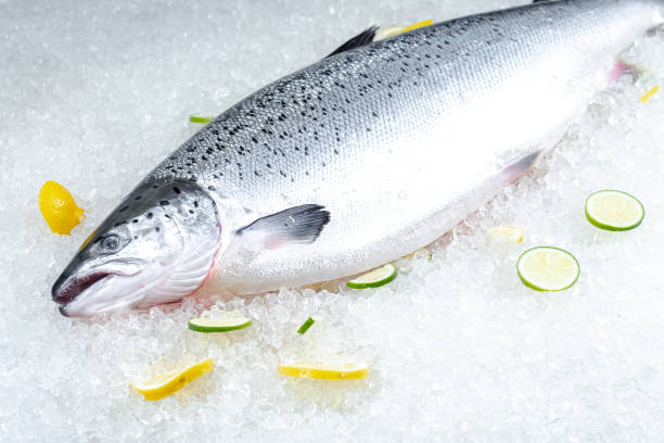 istock fresh red whole fish, lies on ice, headless, with green basil, light 1181191536