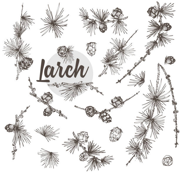 Set ink hand drawn sketch of larch branches with pinecones isolated on white background Good idea for vintage Merry christmas card, new year conifer tree pattern or decorative design. Set ink hand drawn sketch illustration of larch branches, cones isolated on white background For vintage Merry christmas card, new year conifer tree pattern or decorative design Engraving style larch tree stock illustrations