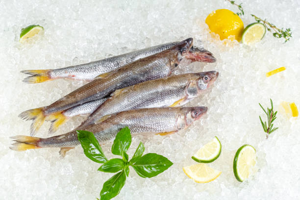 istock fresh red whole fish, lies on ice, headless, with green basil, light 1181194001
