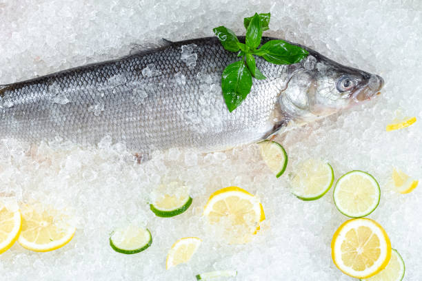 istock fresh red whole fish, lies on ice, headless, with green basil, light 1181194121