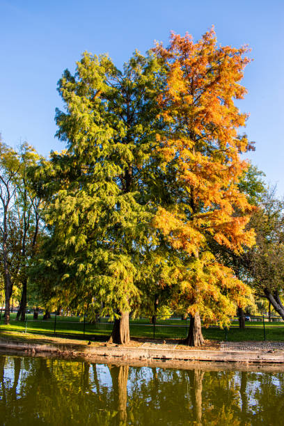 istock Large lake surrounded by beautiful colored trees 1181195397
