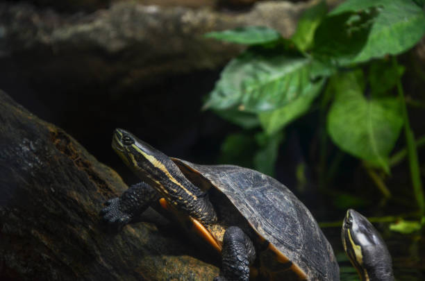 istock Turtle in the water in the pond. 1181195849