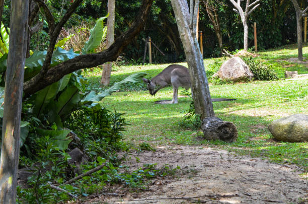 istock Grey kangaroo in the zoo. 1181195903