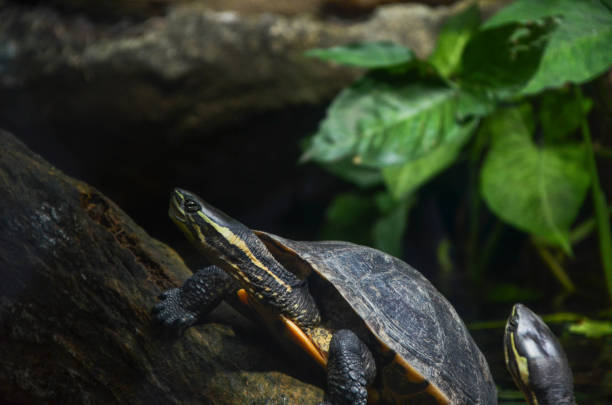 istock Turtle in the water in the pond. 1181195937