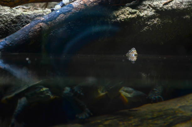 Sequence of Photos Turtle Falling Into The Water of Rock