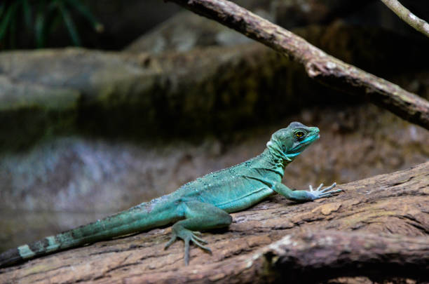 istock Reptile on the tree in the zoo. 1181196100