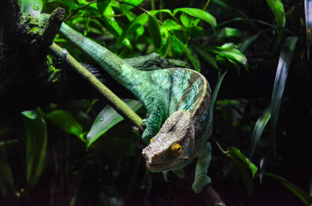 istock Reptile on the tree in the zoo. 1181196140