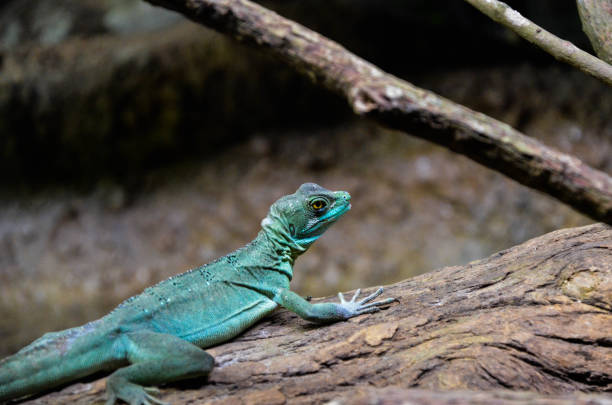 istock Reptile on the tree in the zoo. 1181196166
