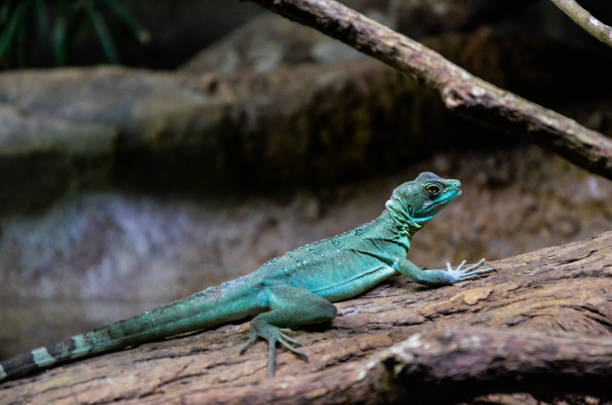 istock Reptile on the tree in the zoo. 1181196227