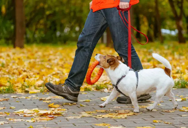 Photo of Dog walking on leash in fall park holding orange toy in mouth