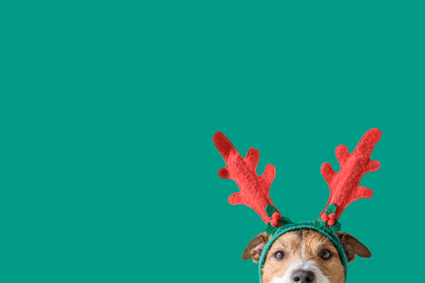 neujahrs- und weihnachtskonzept mit hund trägt redergeweih stirnband vor festem grünen hintergrund - deer portrait stock-fotos und bilder