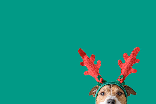 Año nuevo y concepto de Navidad con perro usando astas de reno diadema contra fondo verde sólido photo
