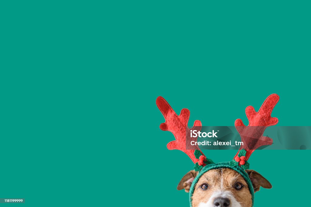 New year and Christmas concept with Dog wearing reindeer antlers headband against solid green background Head of Jack Russell Terrier with deer antlers Christmas Stock Photo