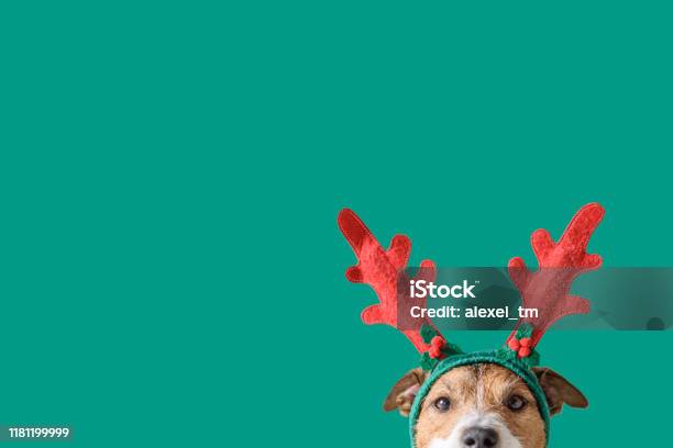 New Year And Christmas Concept With Dog Wearing Reindeer Antlers Headband Against Solid Green Background Stock Photo - Download Image Now