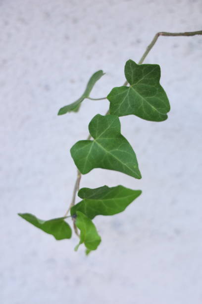 istock Green vine climbing plant on garden wall 1181200829