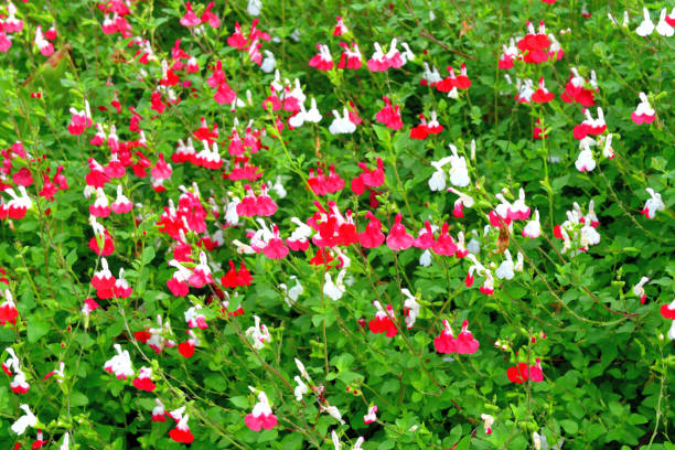 salvia microphylla / baby sage avec fleur bicolore de blanc et de rouge - salvia microphylla photos et images de collection